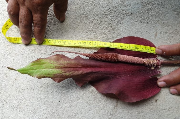 Amorphophallus-caudatusby-John-Mark-Violeta-4-759x500