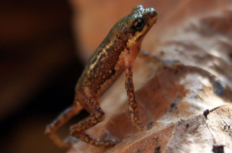 Project-Cleopatras_Needle-slide4