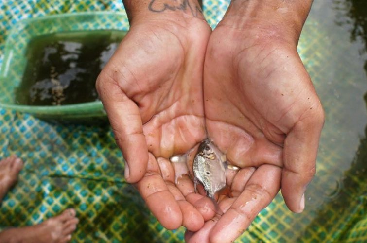 Sustainable Fish Farming in Suriname-news-3